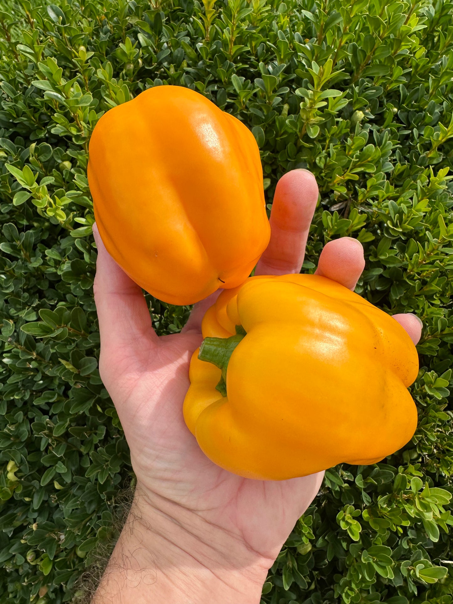 California Wonder Yellow