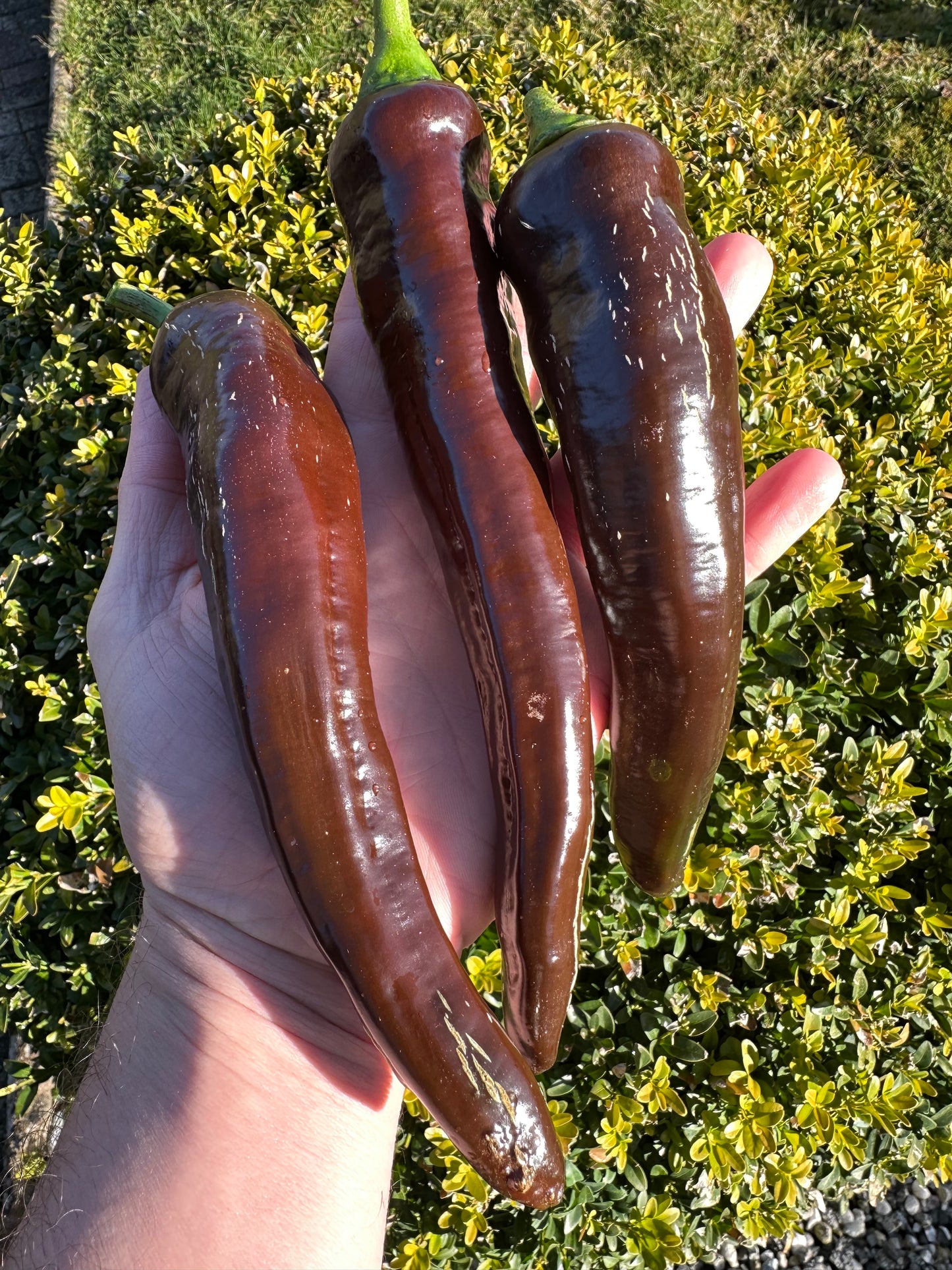 XL Long Brown Sweet Pepper *isoliert*