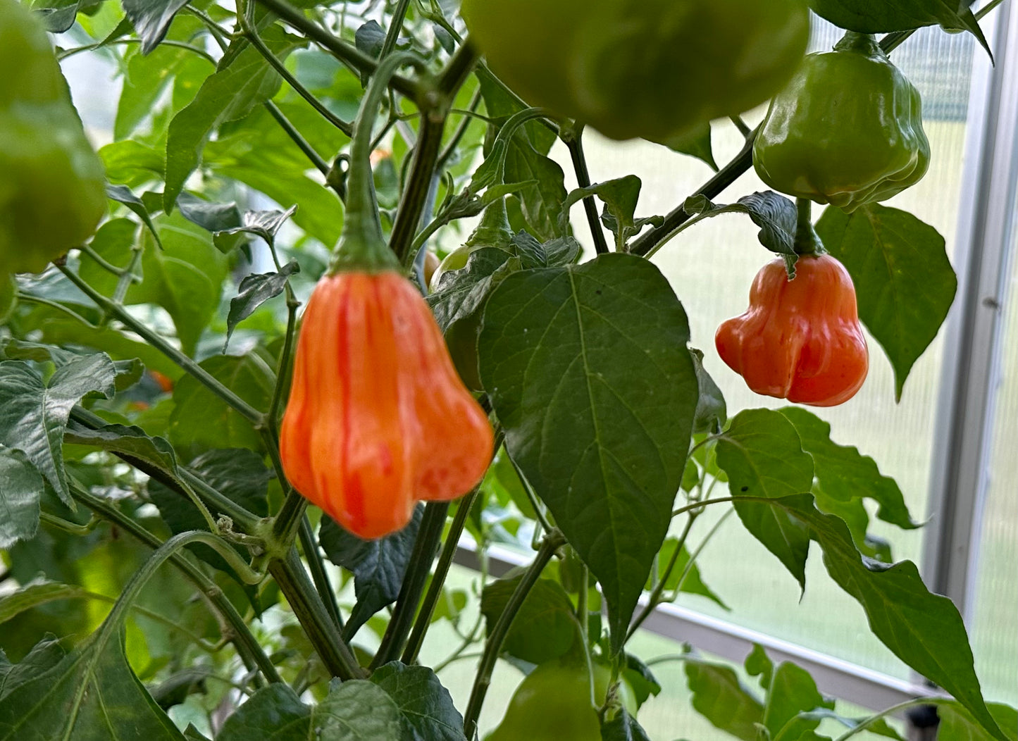 Zébrange *isoliert* 2024