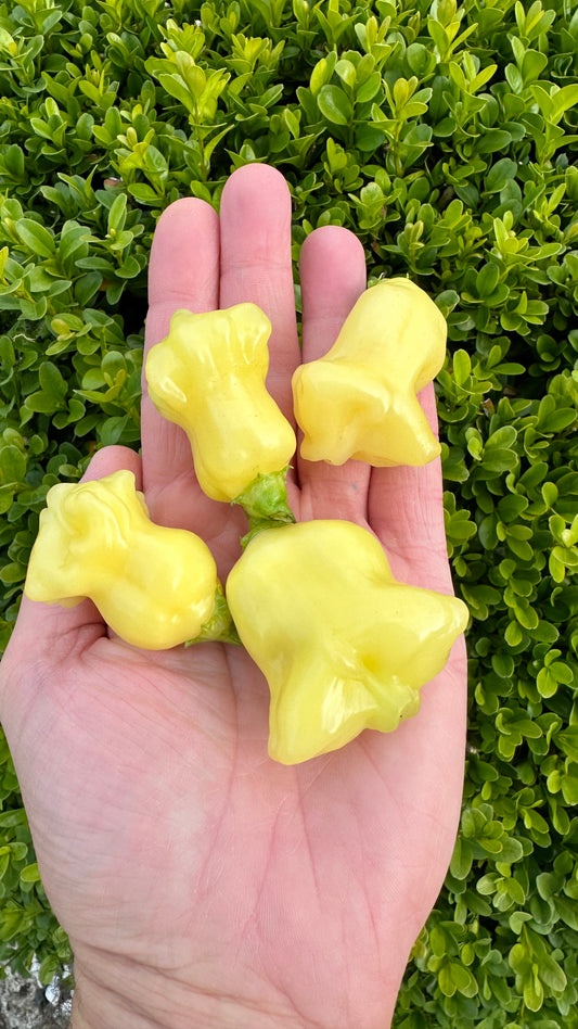 Aji White Fantasy 2024