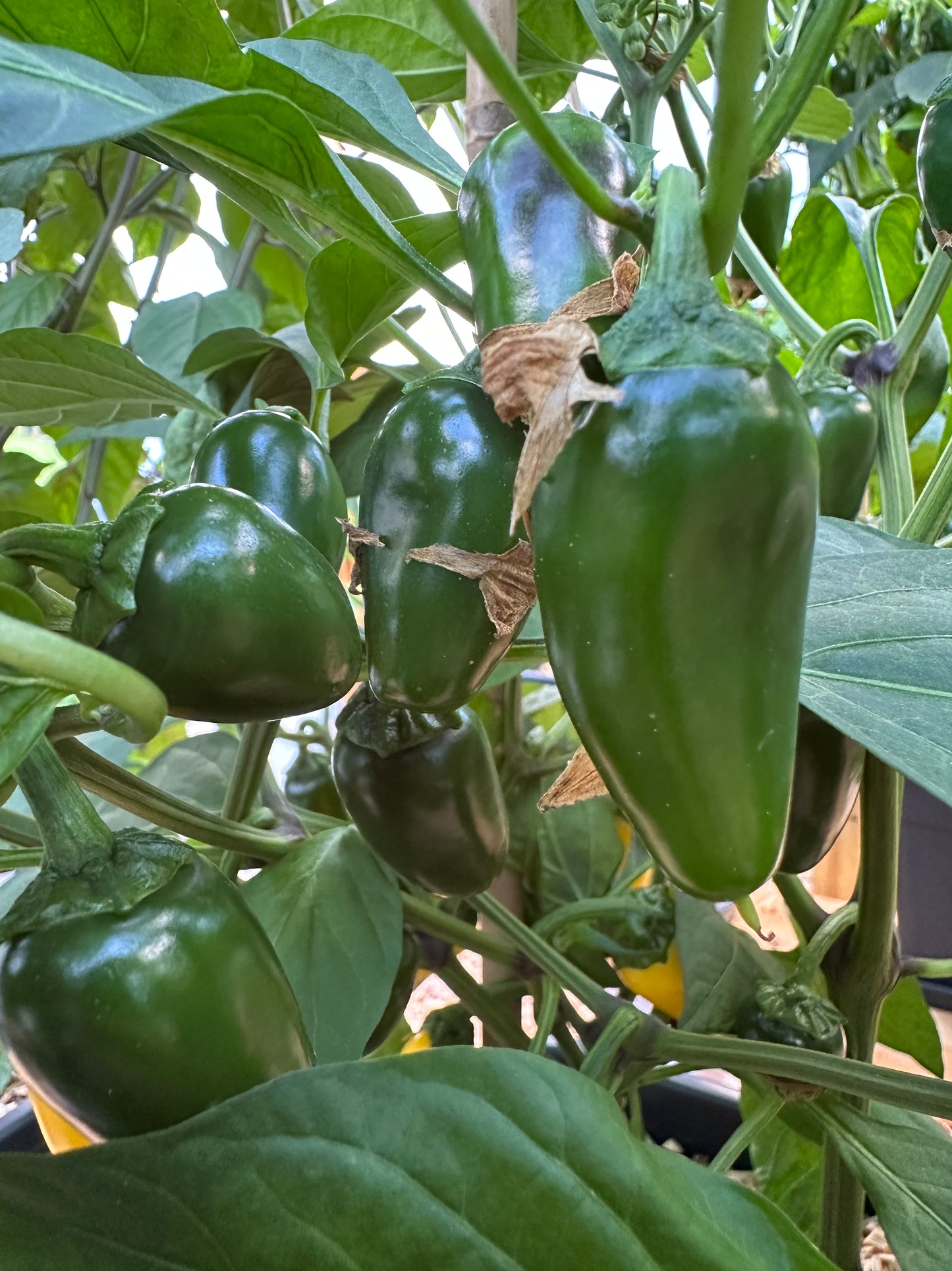 NuMex Lemon Spice