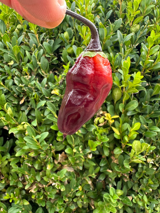 7 Pot BBG Purple