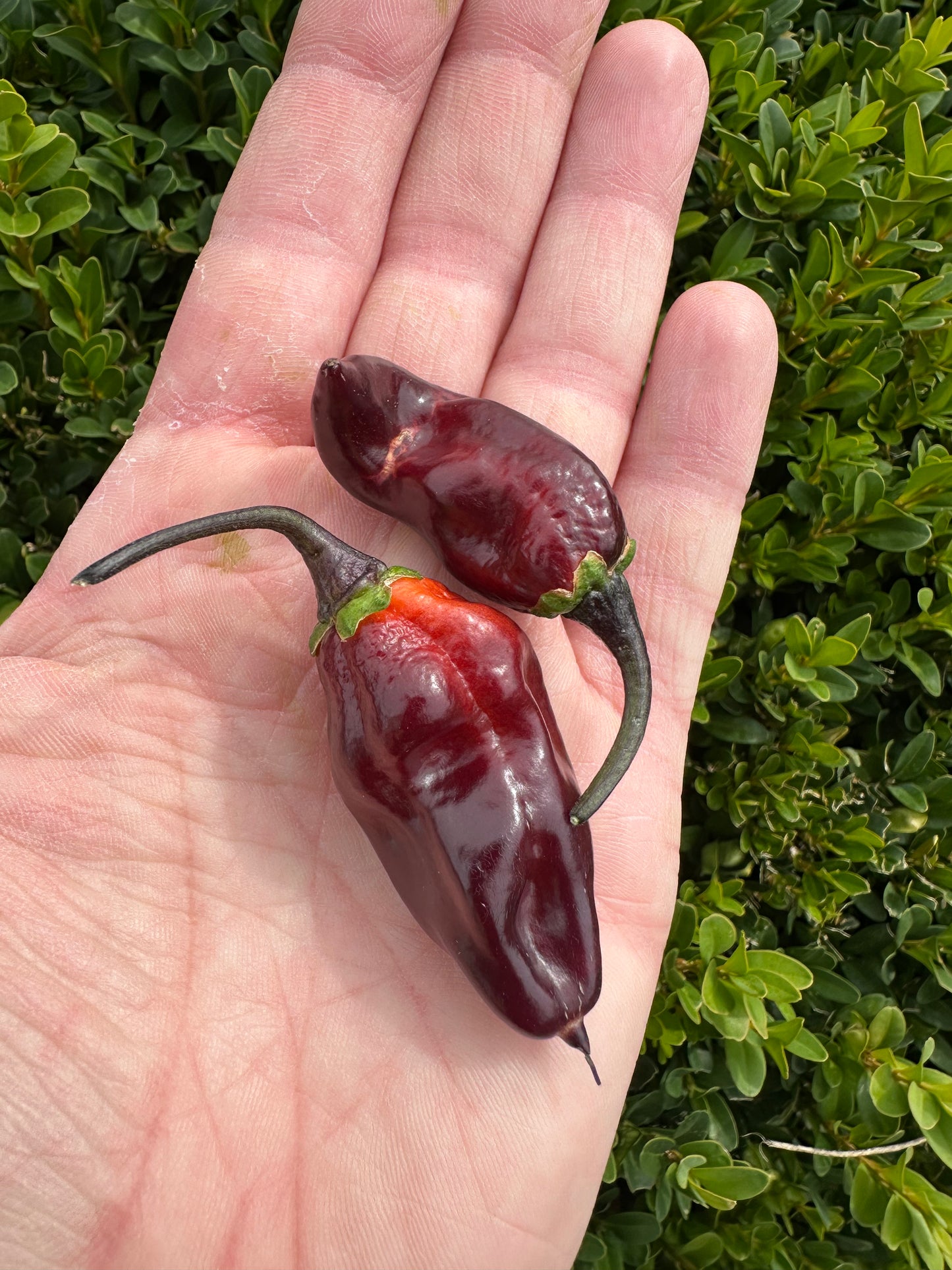 7 Pot BBG Purple