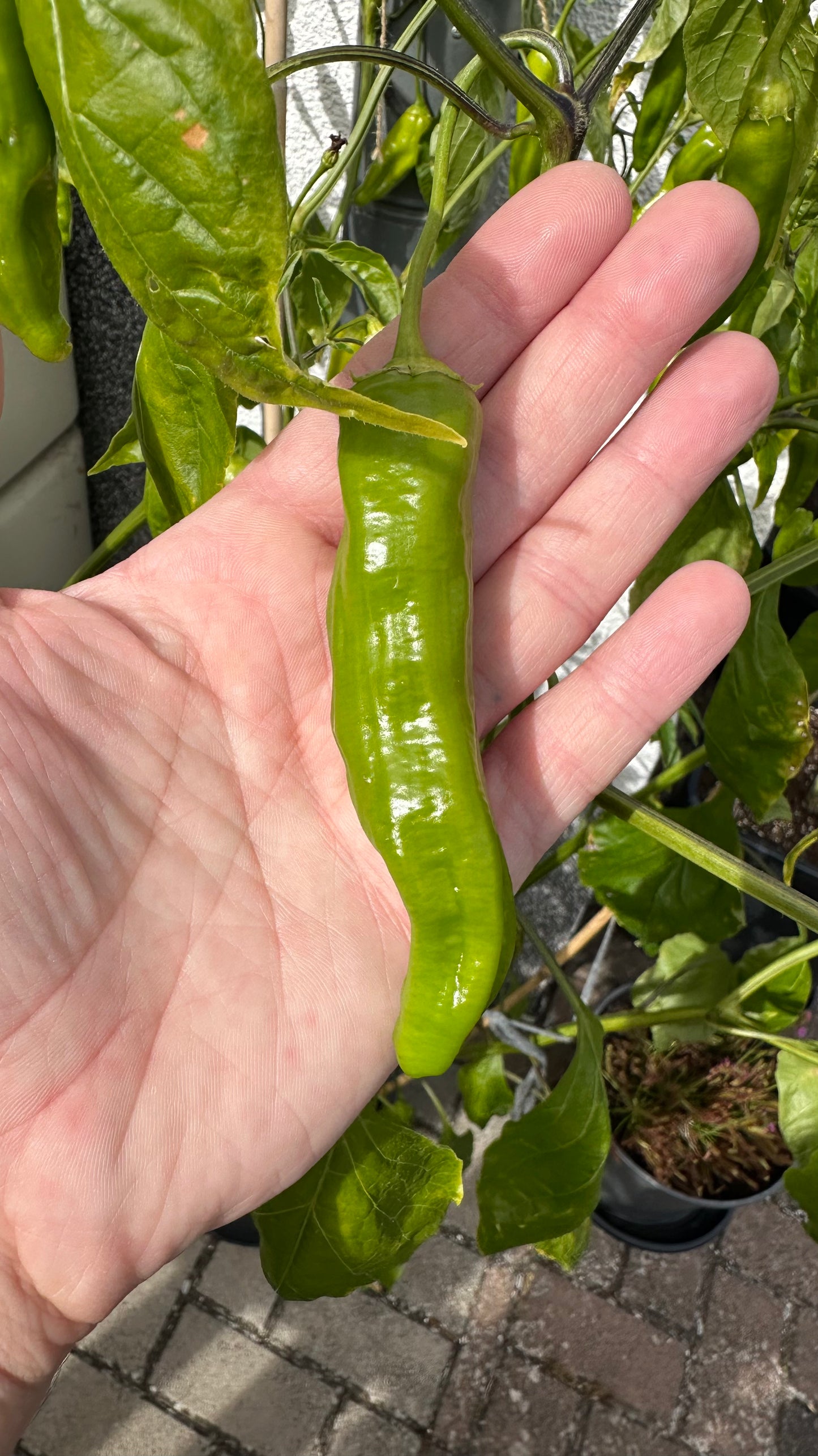Aji Amarillo 2025