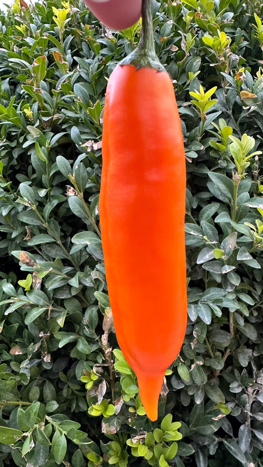 Aji Amarillo 2025