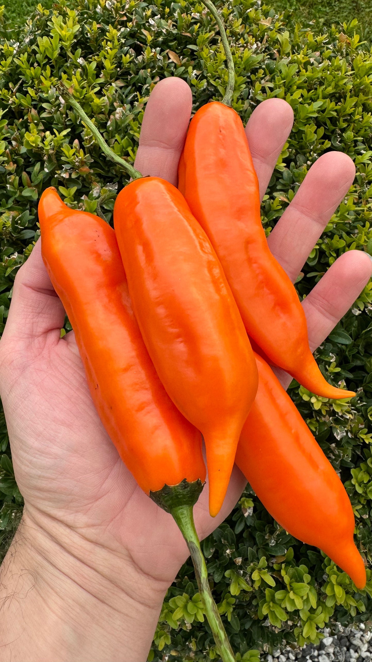 Aji Amarillo 2025