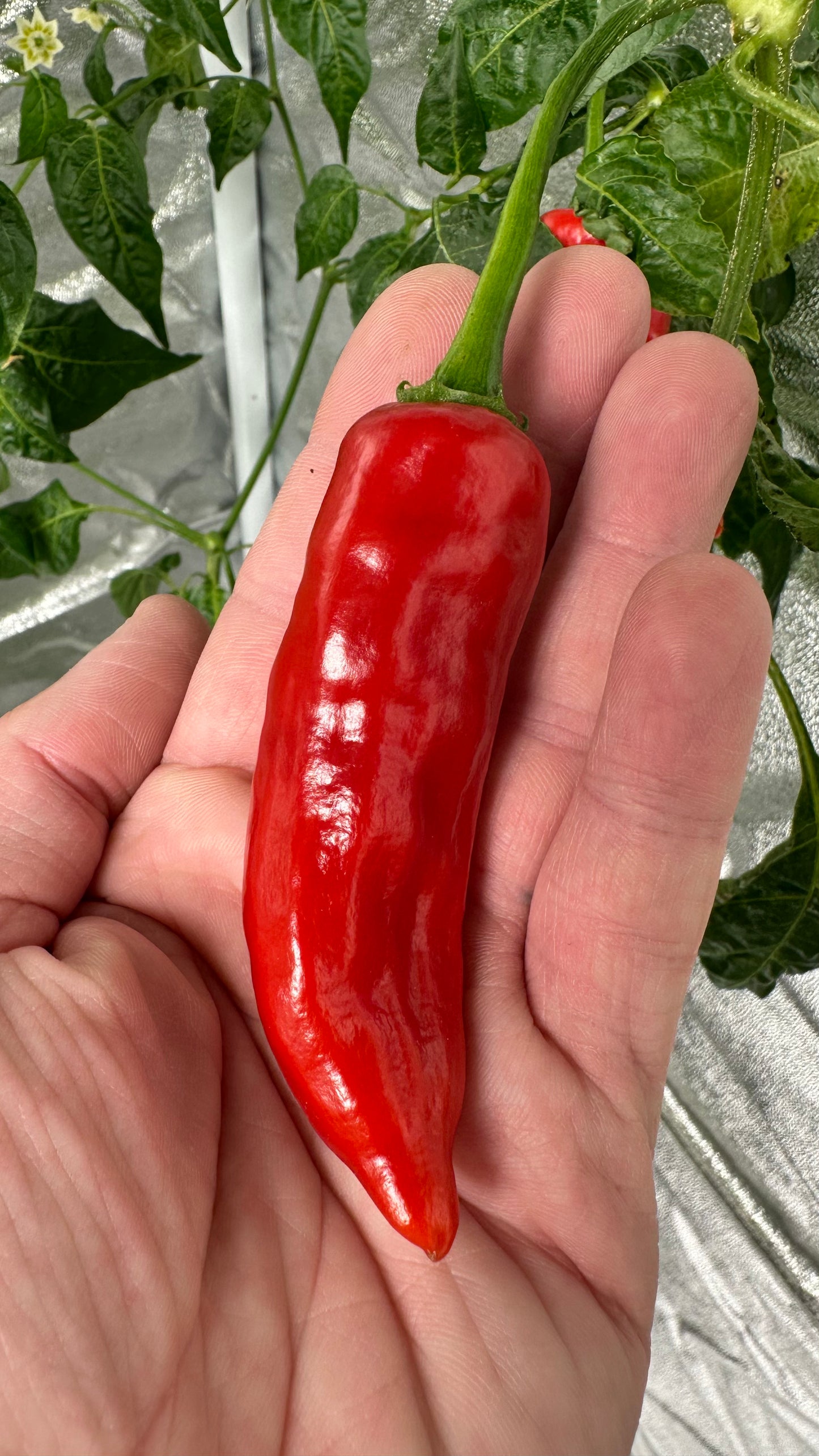 Aji Angelo *isoliert* 2025