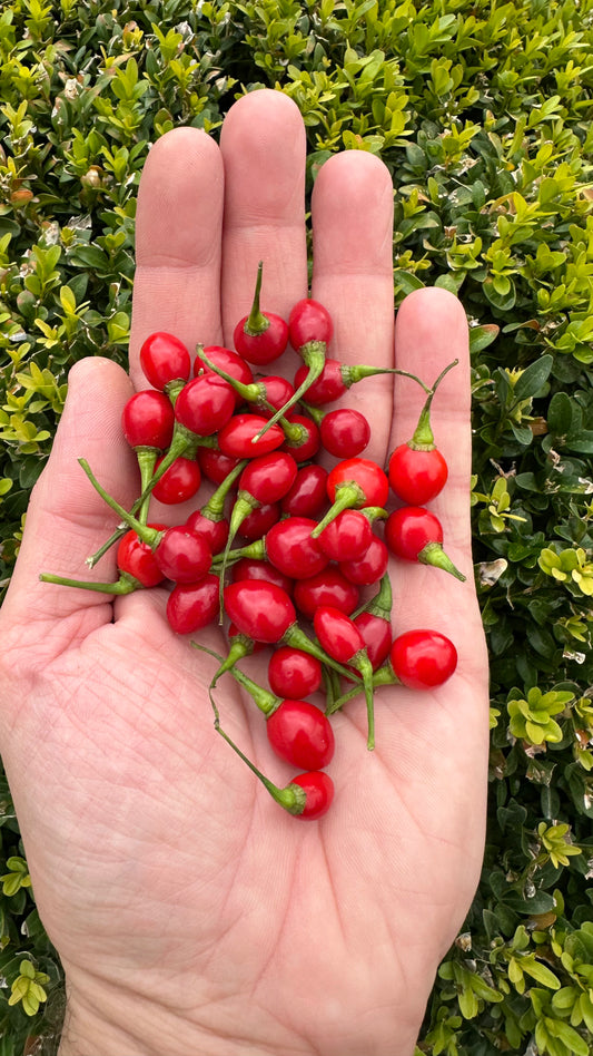 Aji Charapita Jumbo 2025