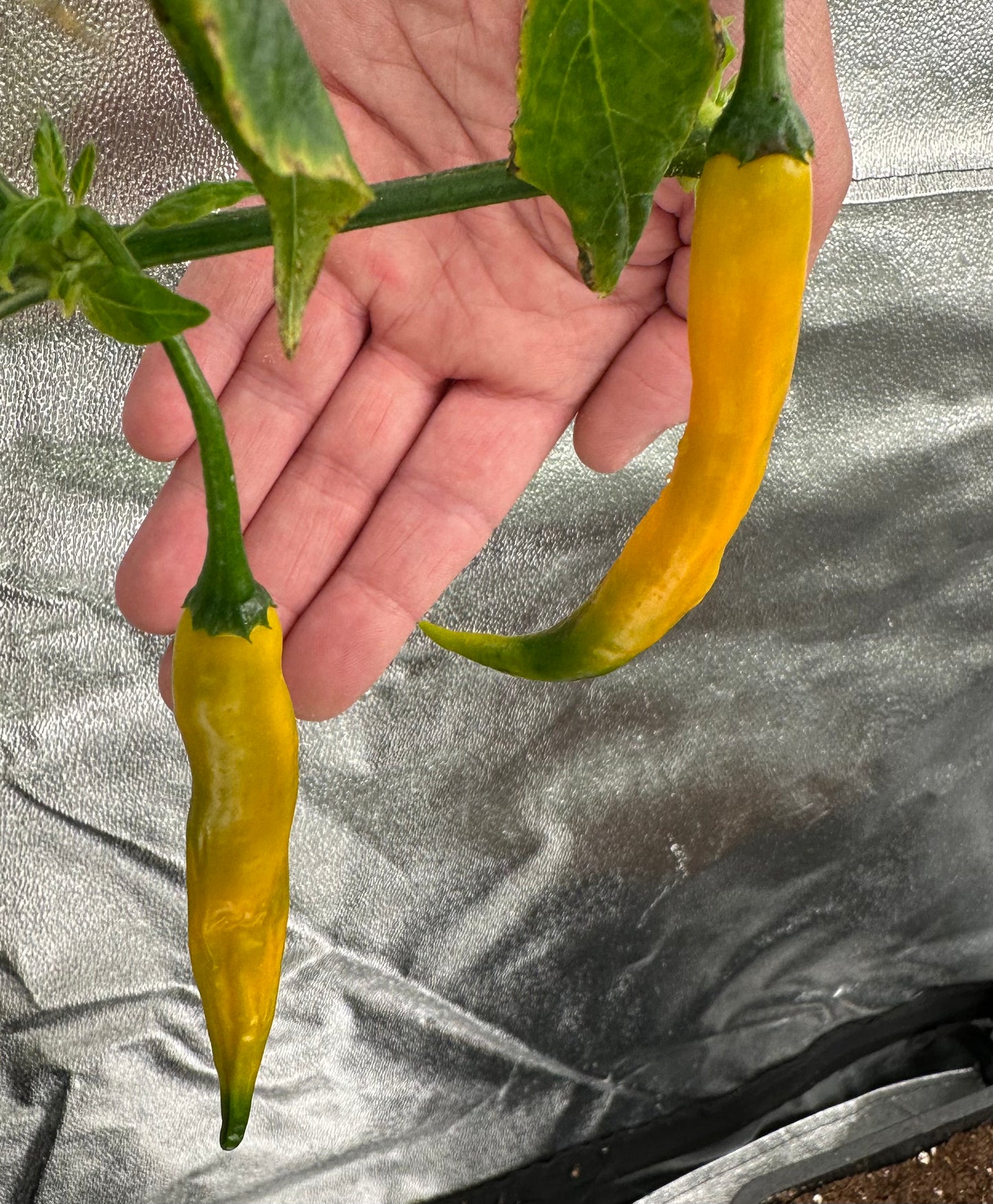 Aji Guyana *isoliert* 2025