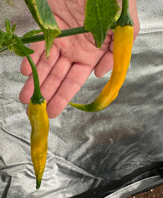 Aji Guyana *isoliert* 2025