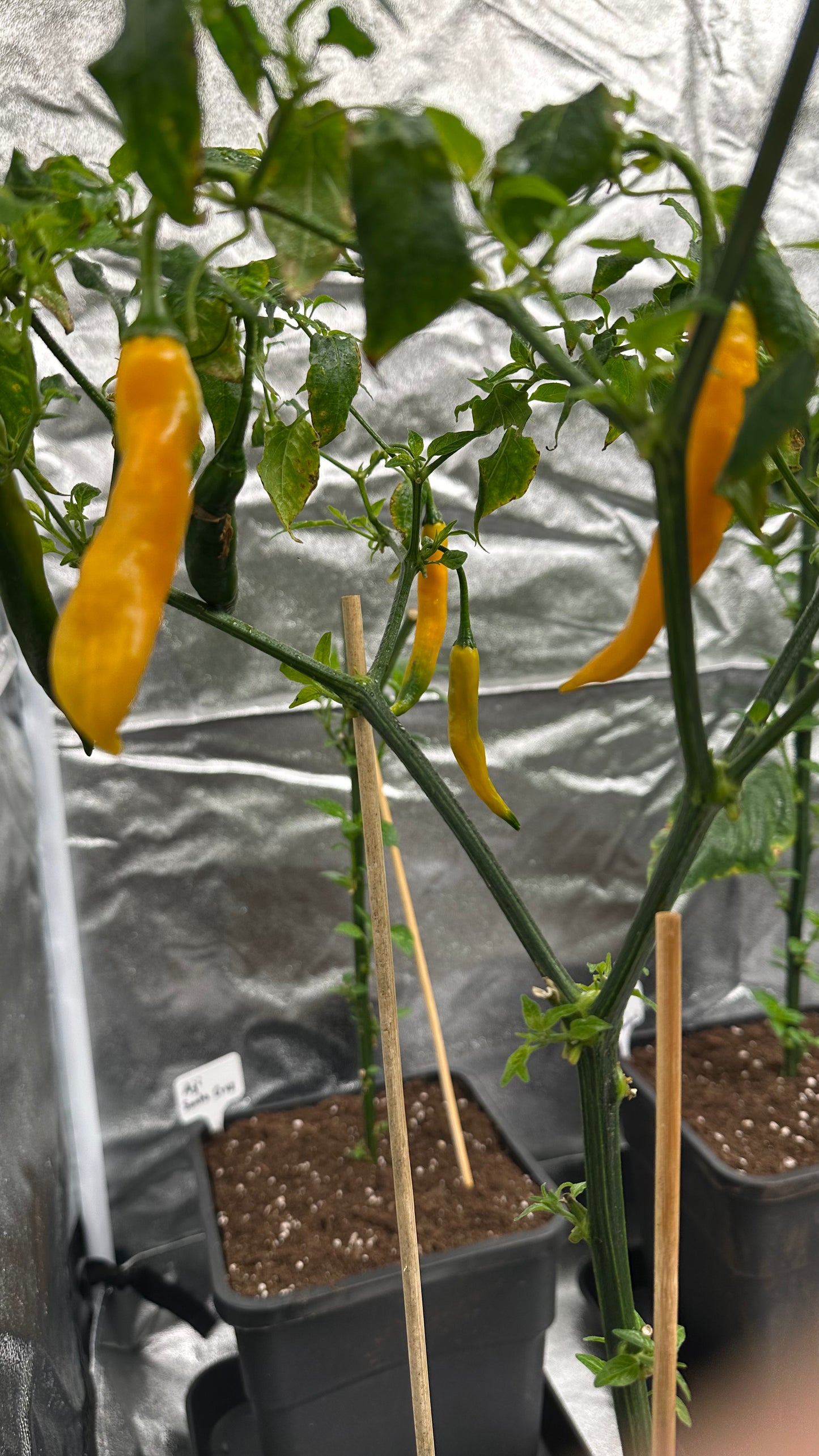 Aji Guyana *isoliert* 2025