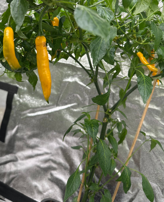 Aji Guyana *isoliert* 2025