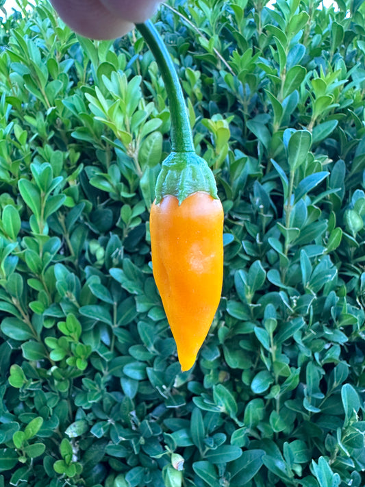 Aji Habanero