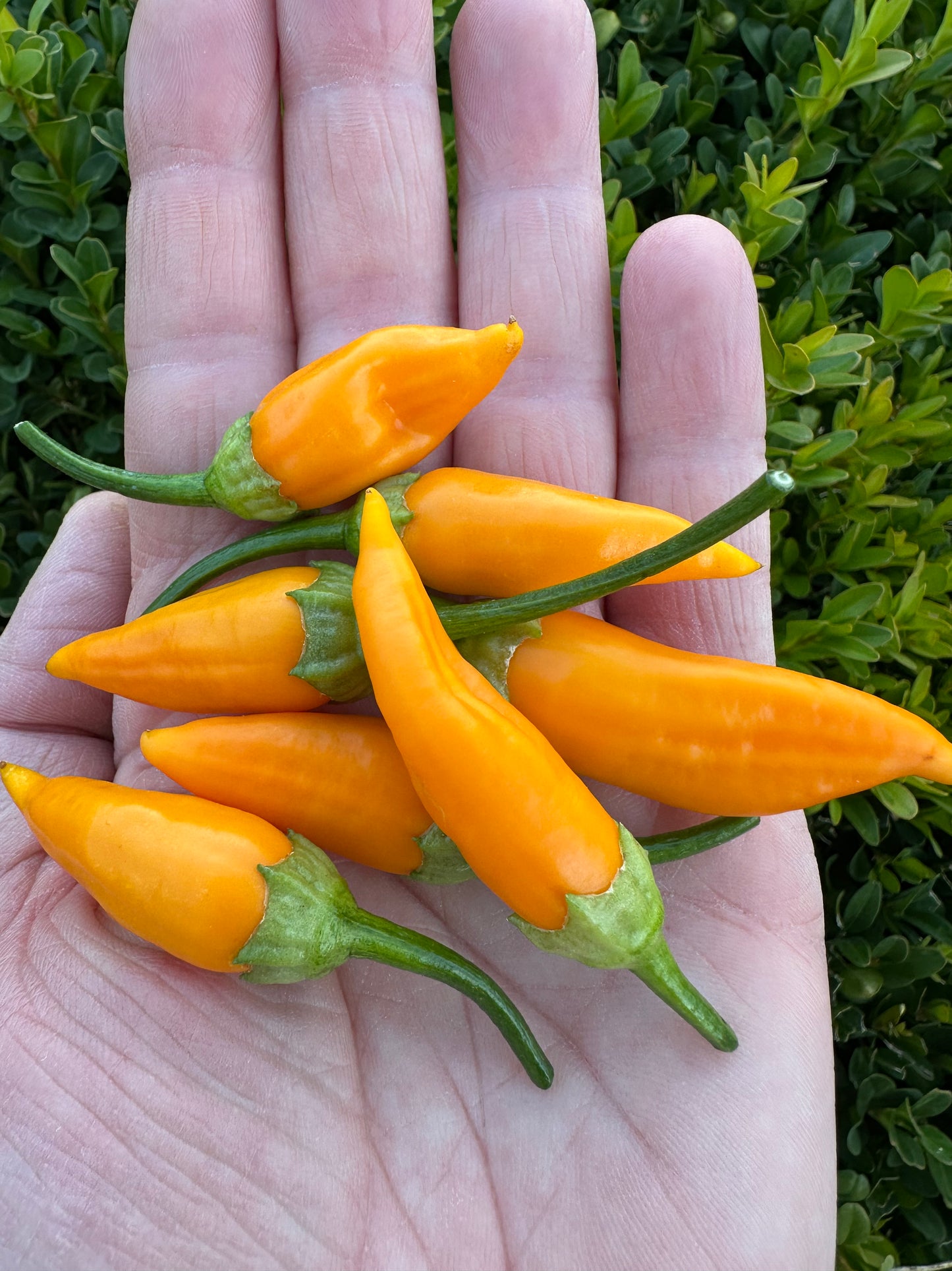Aji Habanero