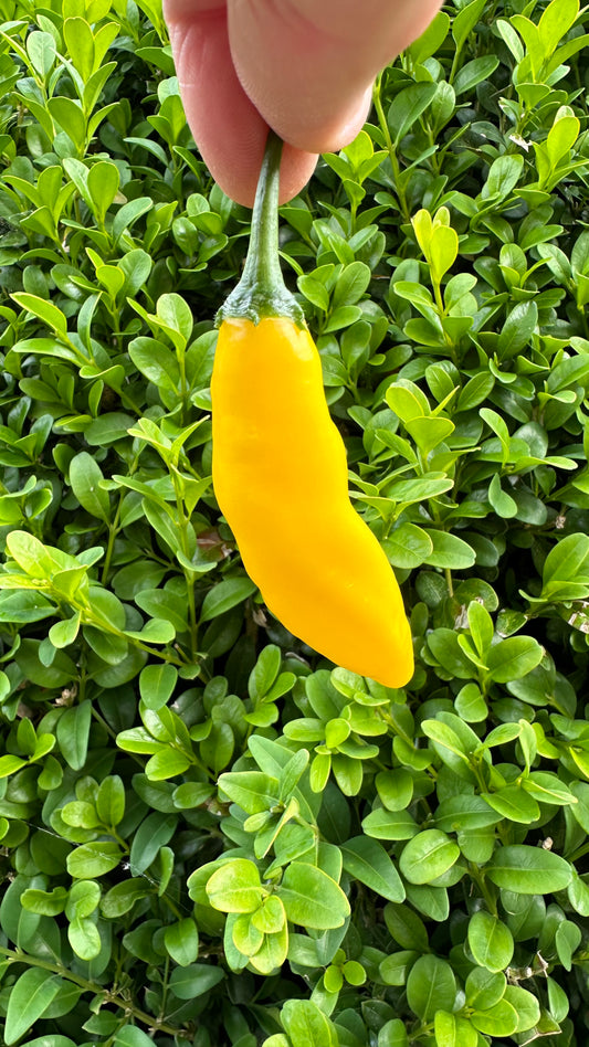 Aji Lemon Drop