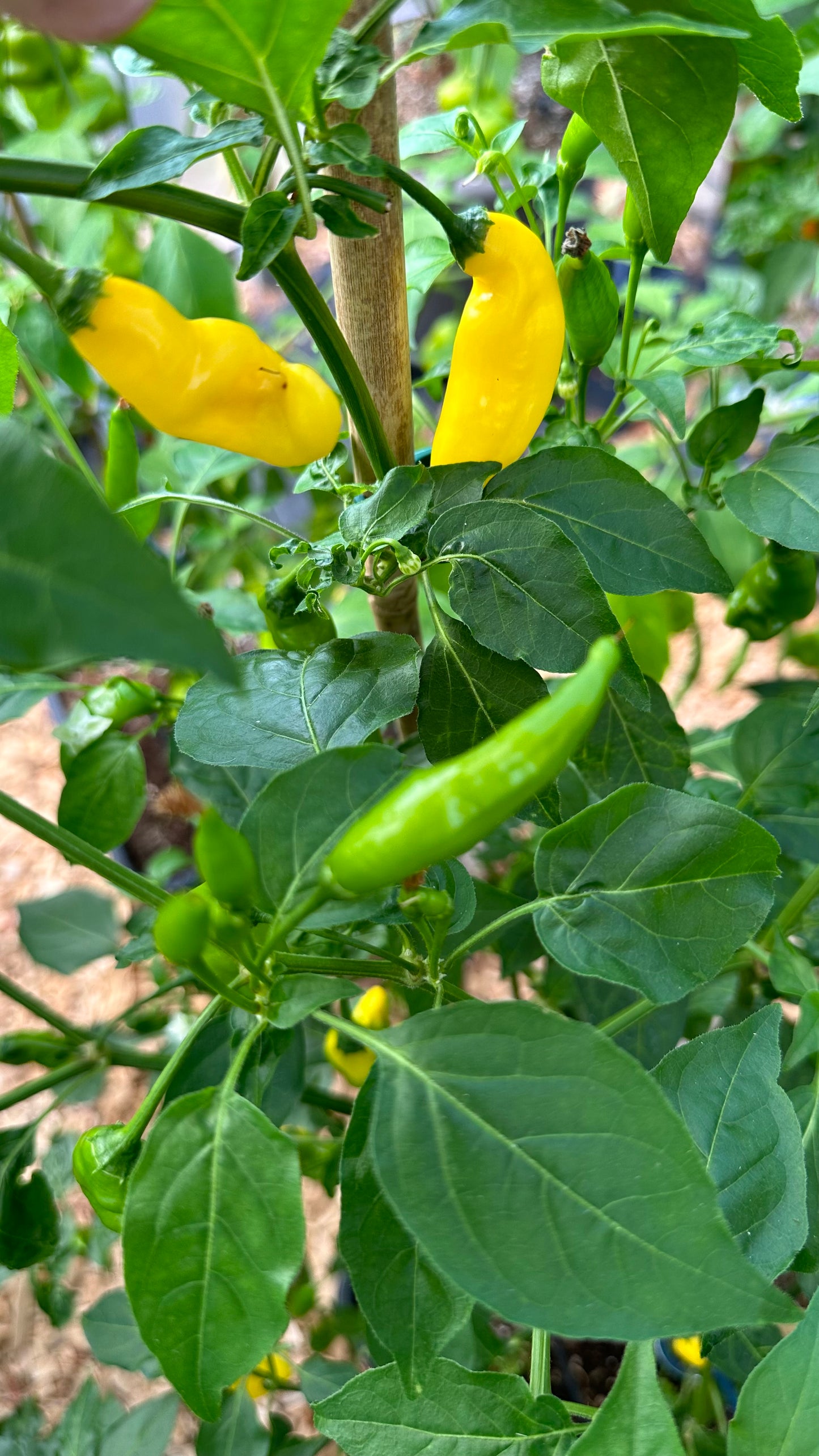 Aji Lemon Drop