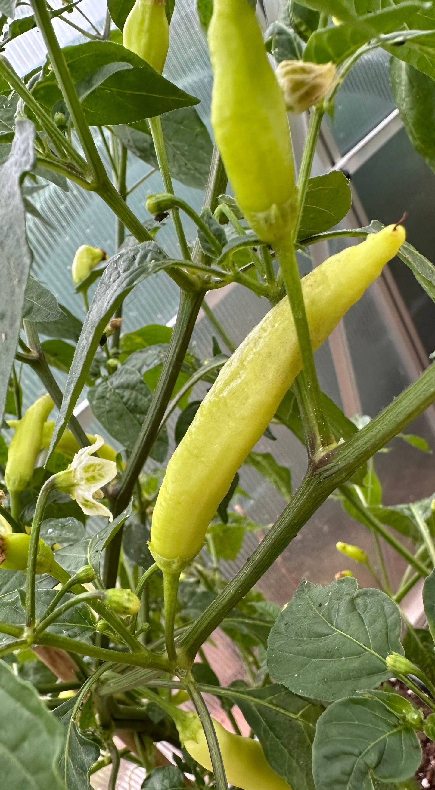 Aji Lilly Teolinda 2025