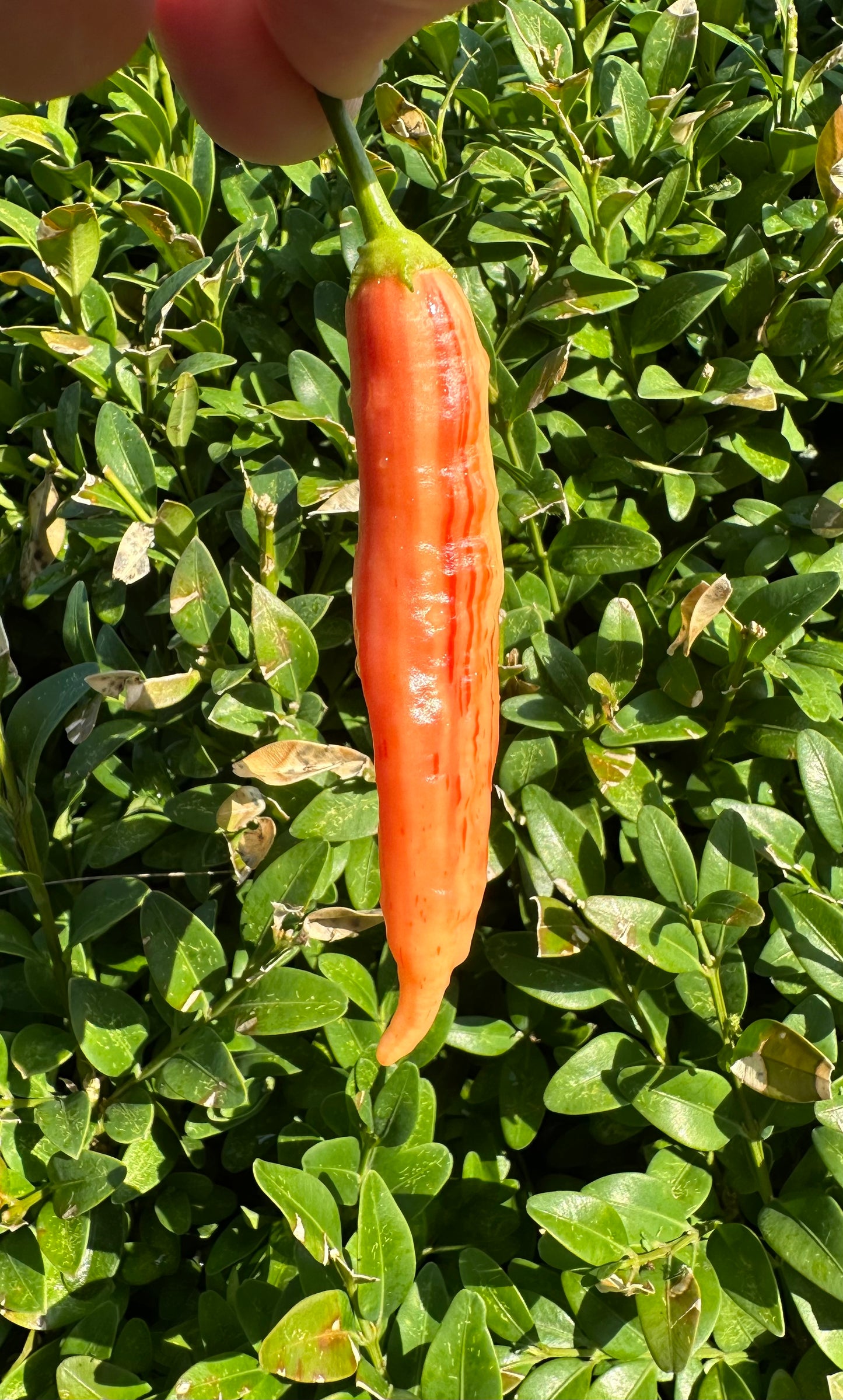 Aji Lilly Teolinda 2025