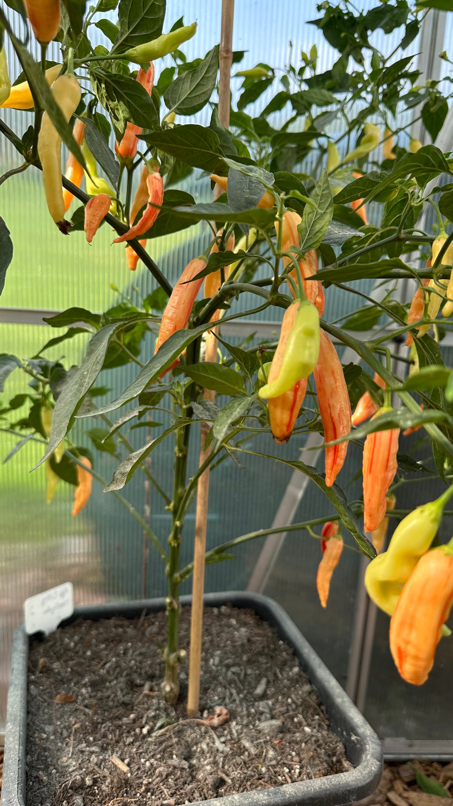 Aji Lilly Teolinda 2025