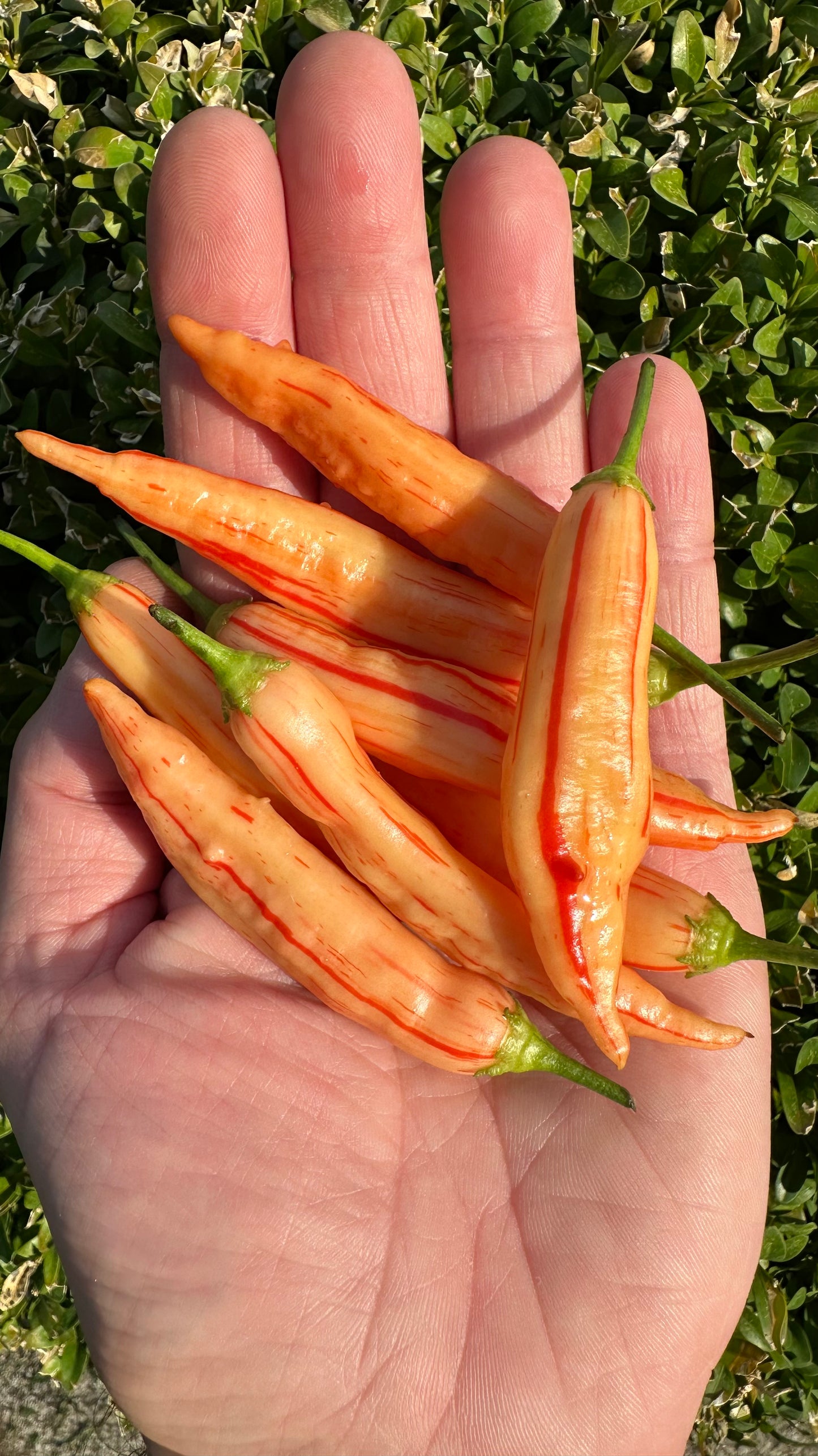 Aji Lilly Teolinda 2025