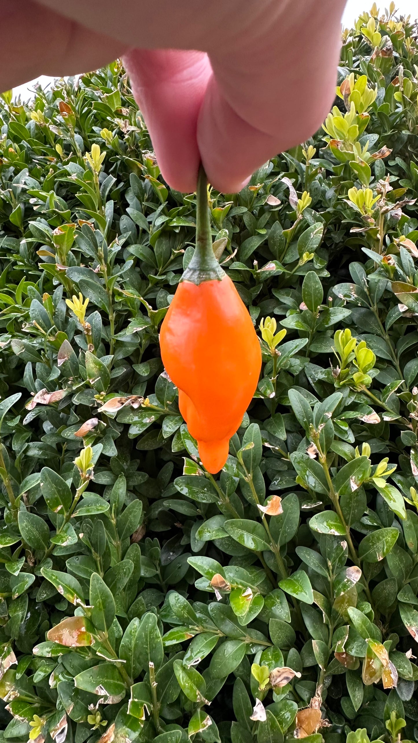Aji Mandarin 2025