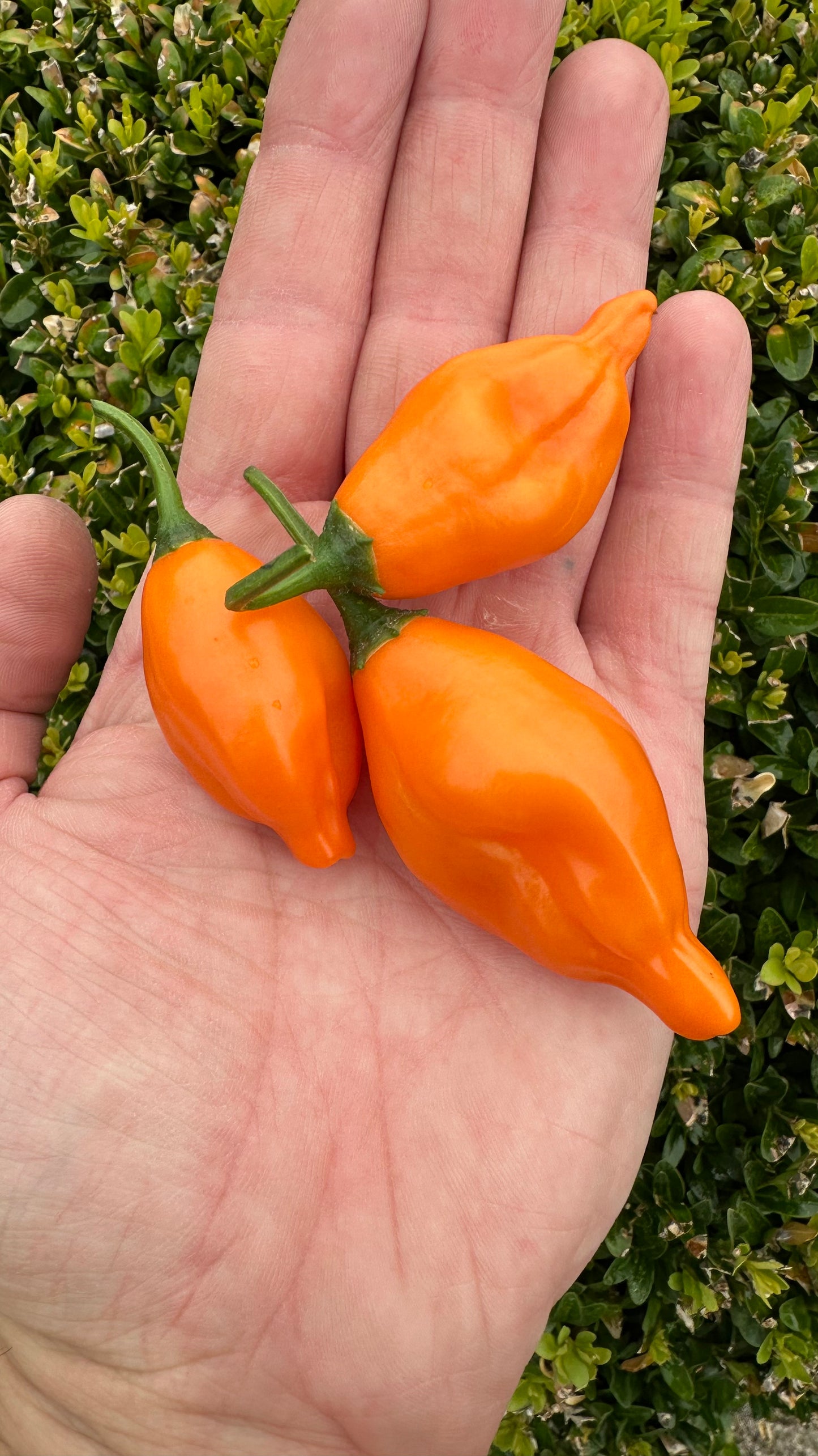 Aji Mandarin 2025