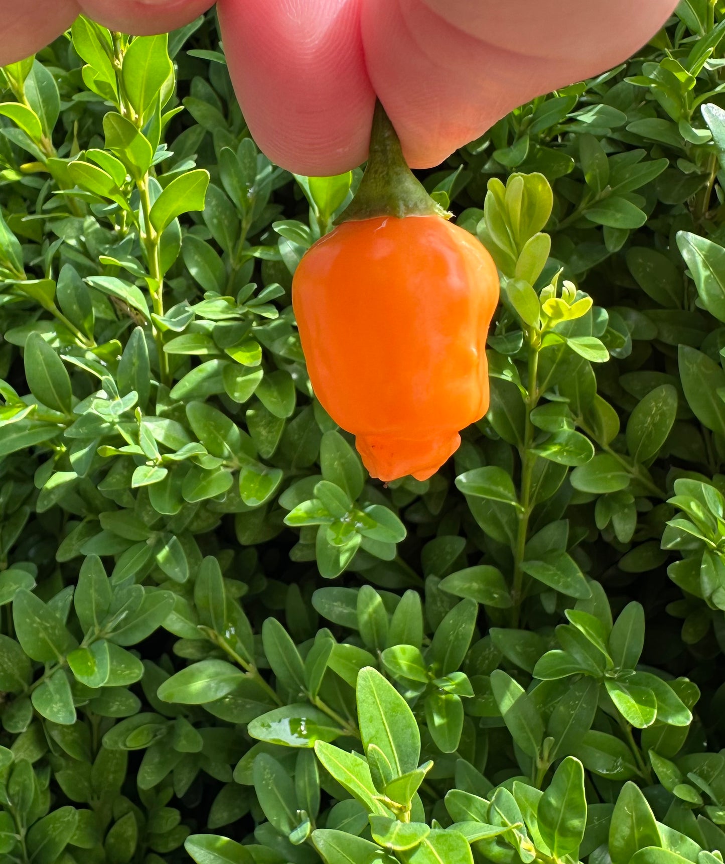 Aji Mango *isoliert* 2025