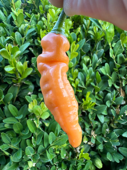 Aji Melocoton *isoliert*