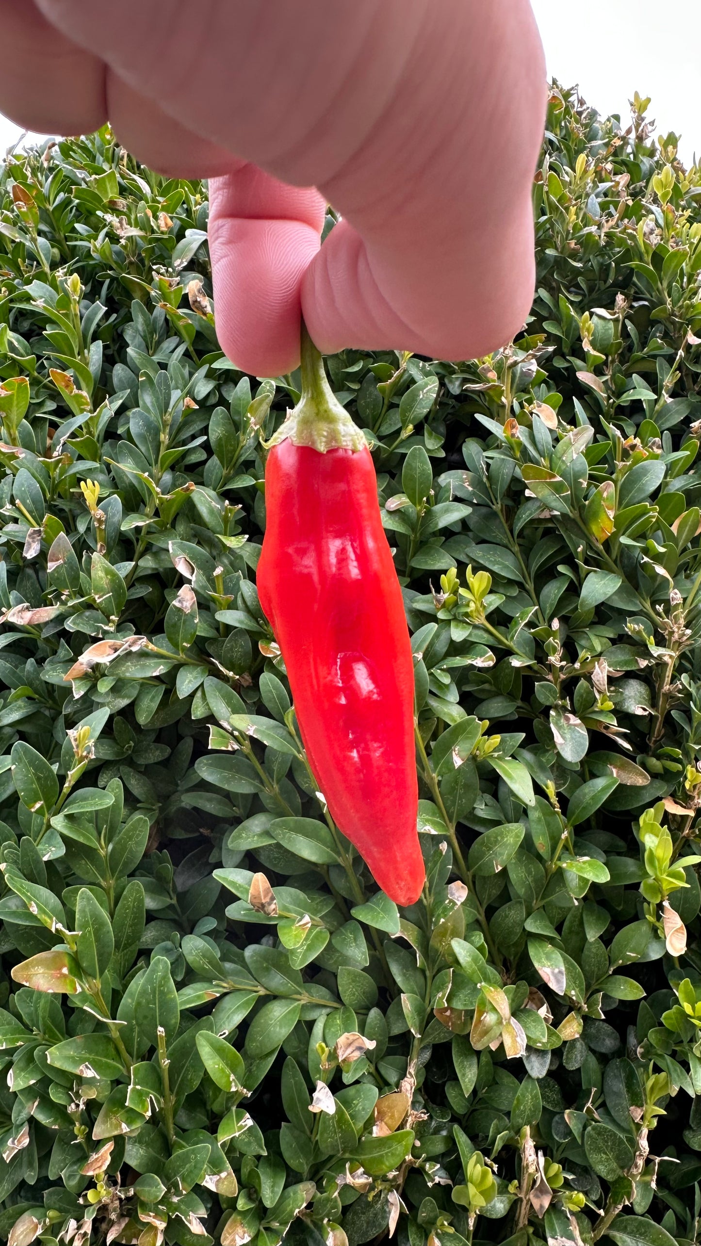 Aji White Wax 2025