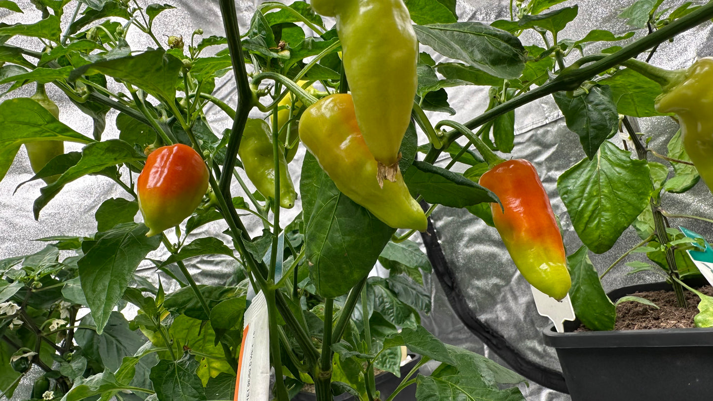 Aji White Wax *isoliert* 2025