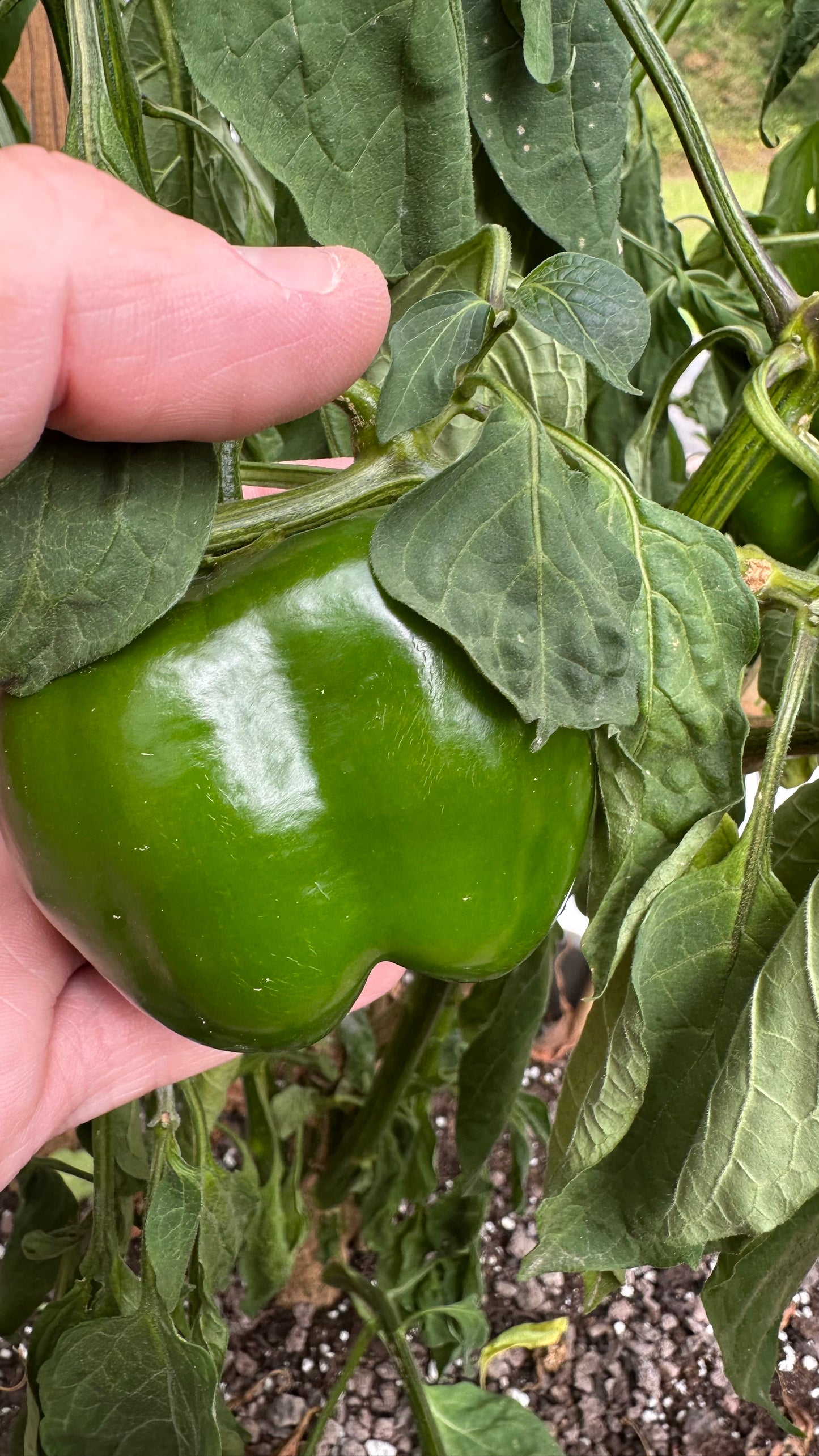 Rocoto Arequipa Giant Red 2025