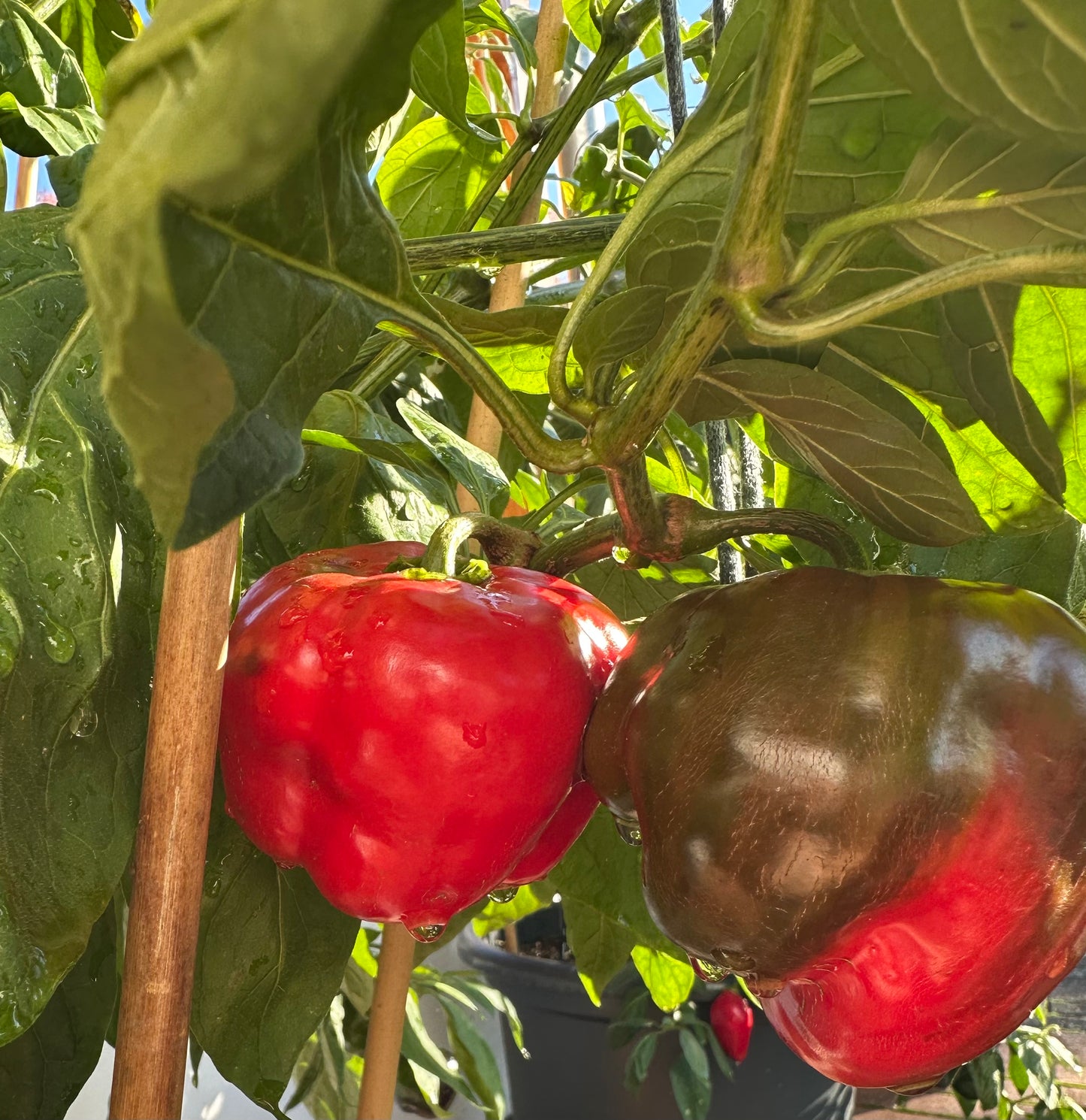 Rocoto Arequipa Giant Red 2025