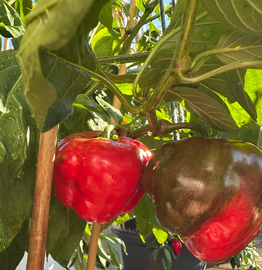 Rocoto Arequipa Giant Red 2025