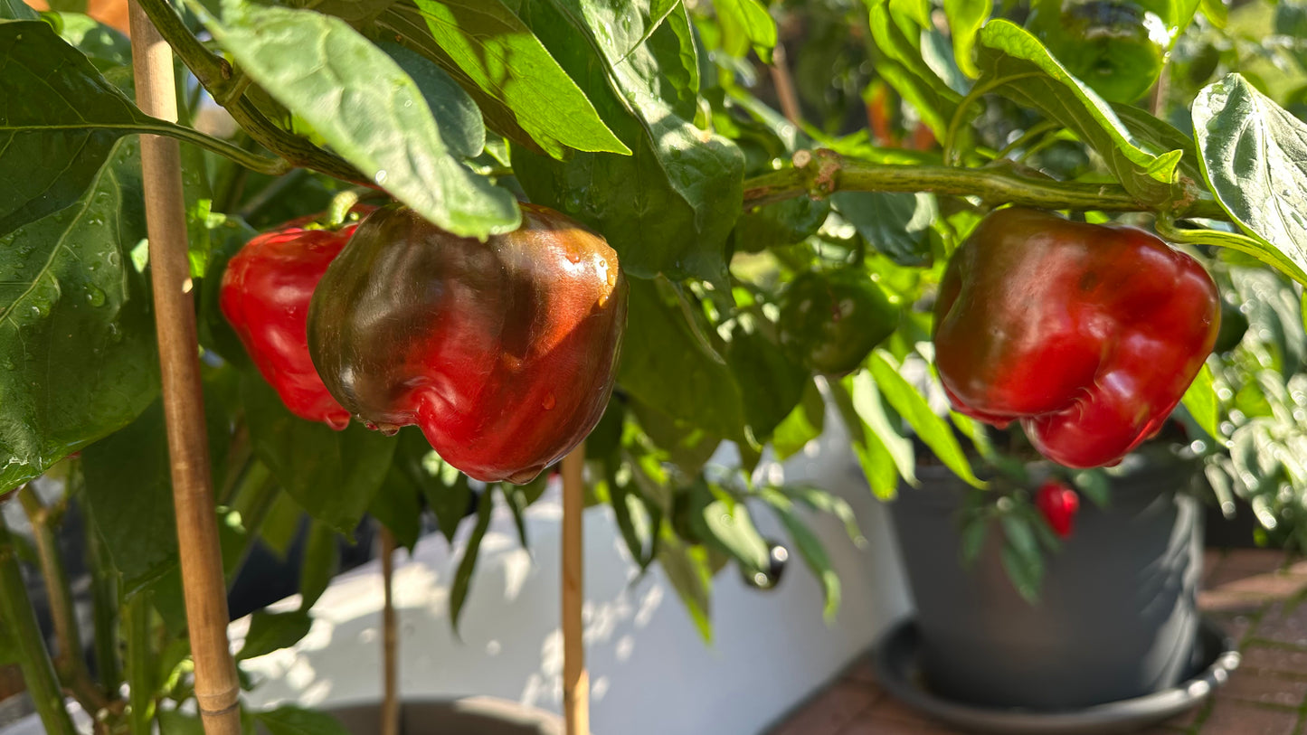 Rocoto Arequipa Giant Red 2025