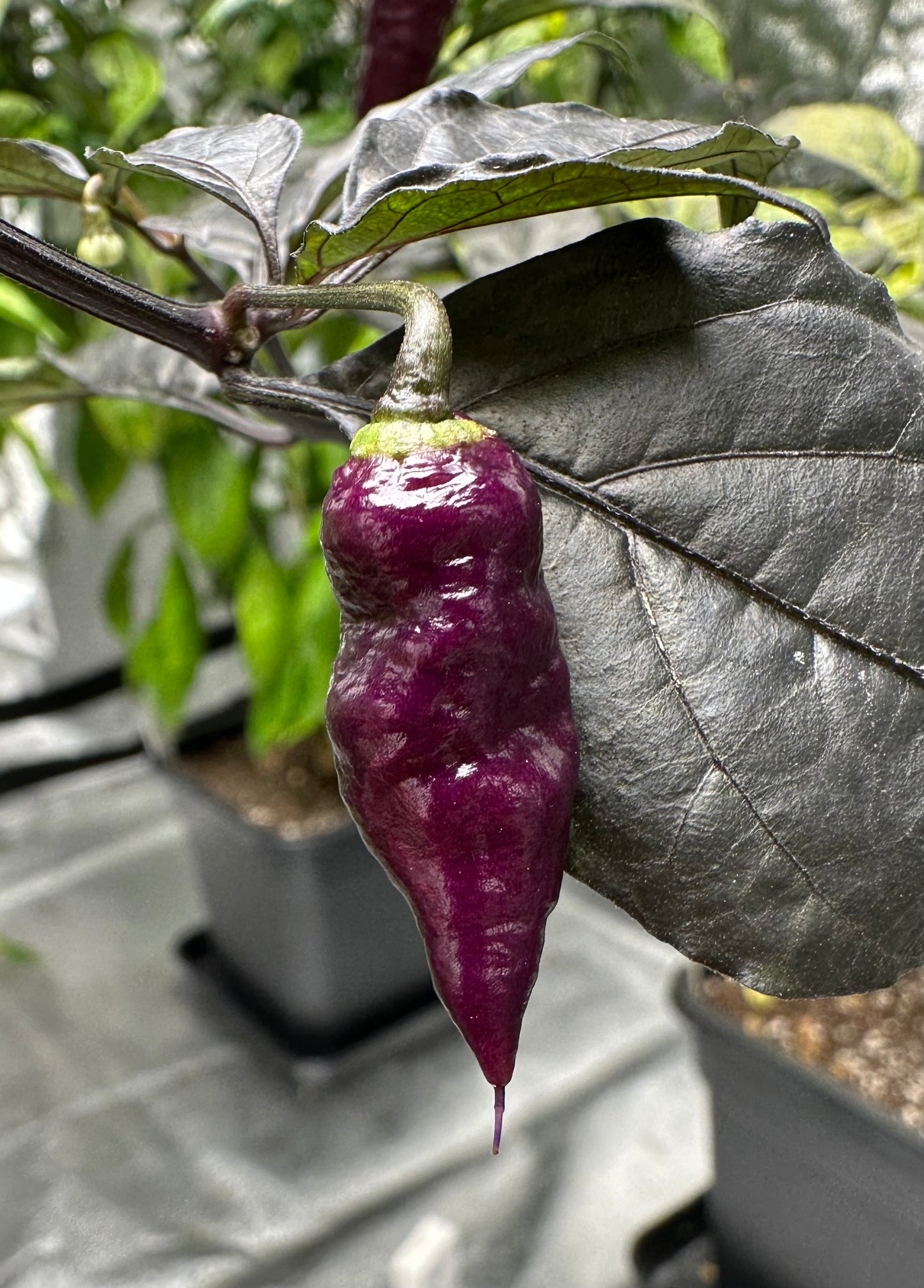 BBG Pink Peach *isoliert* 2025 *DEMNÄCHST VERFÜGBAR*