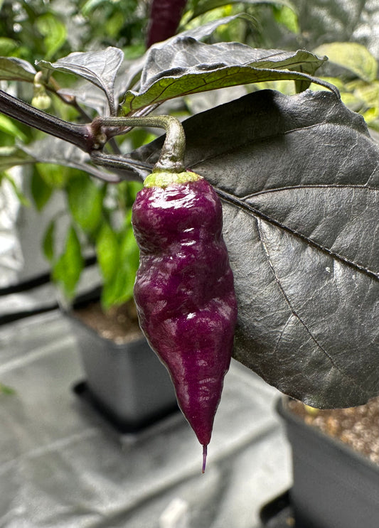 BBG Pink Peach *isoliert* 2025 *DEMNÄCHST VERFÜGBAR*