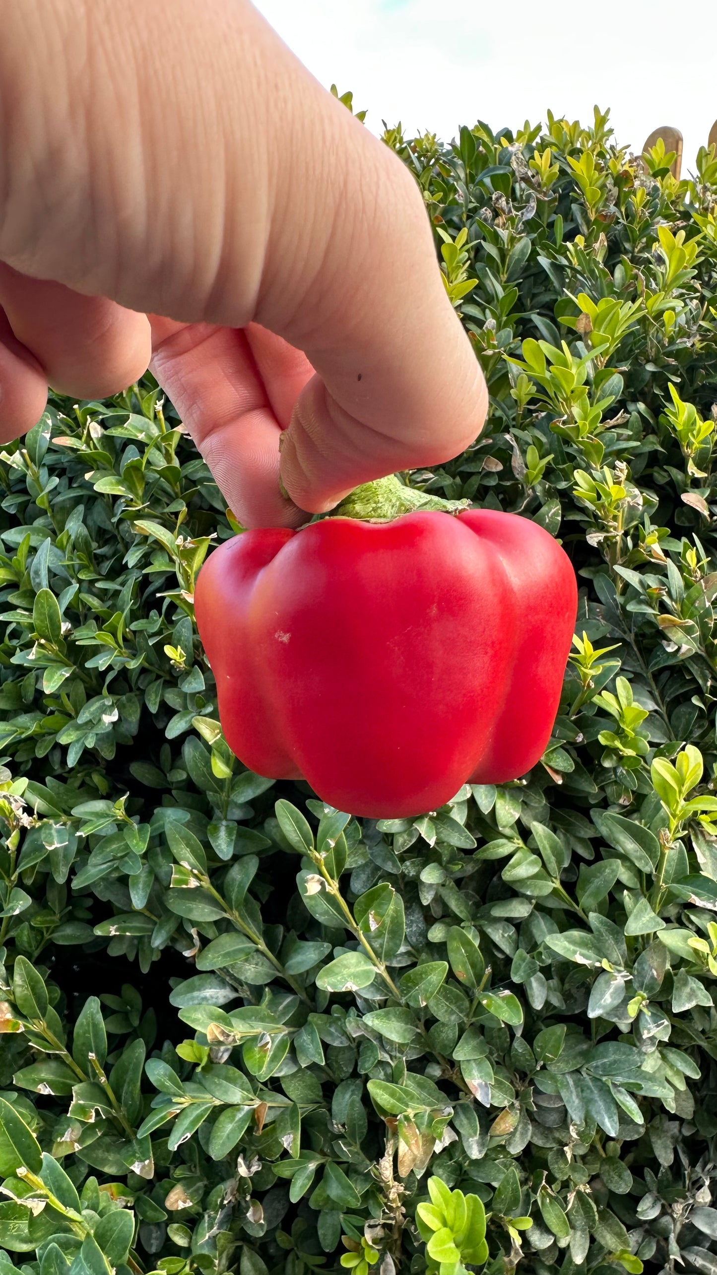 Beluga Purple Blockpaprika 2025