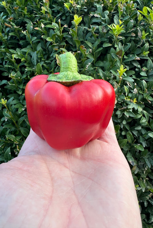 Beluga Purple Blockpaprika 2025