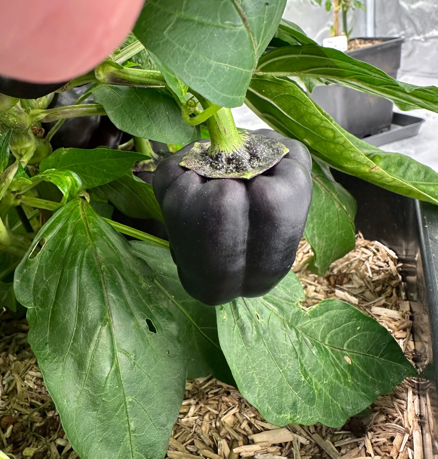 Beluga Purple Blockpaprika 2025