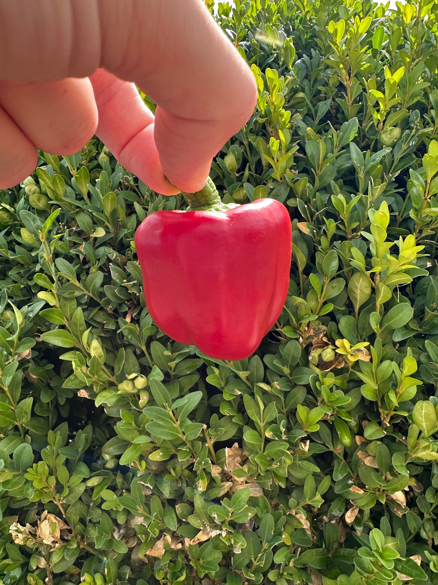 Blockpaprika Bendigo
