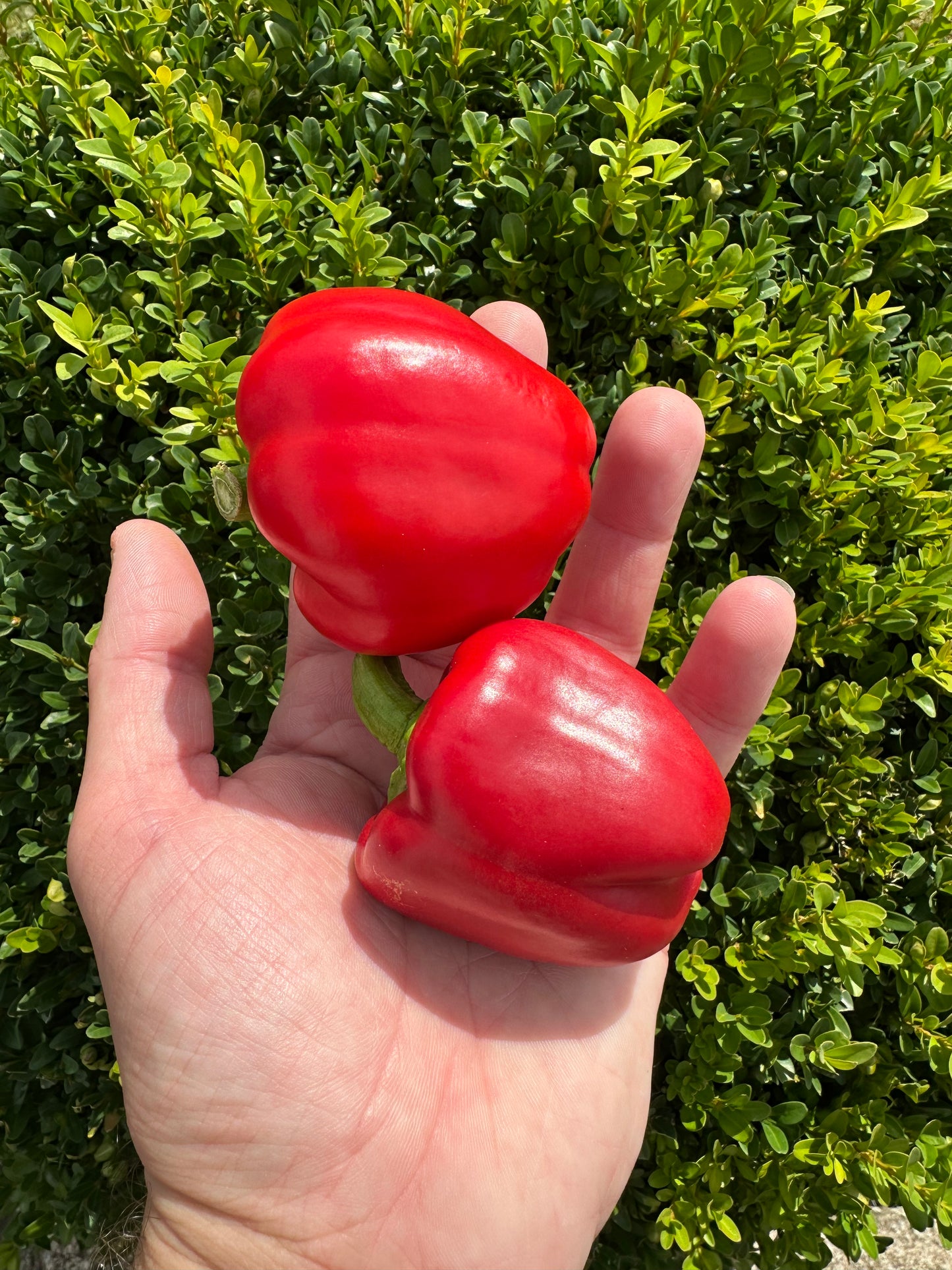 Blockpaprika Bendigo