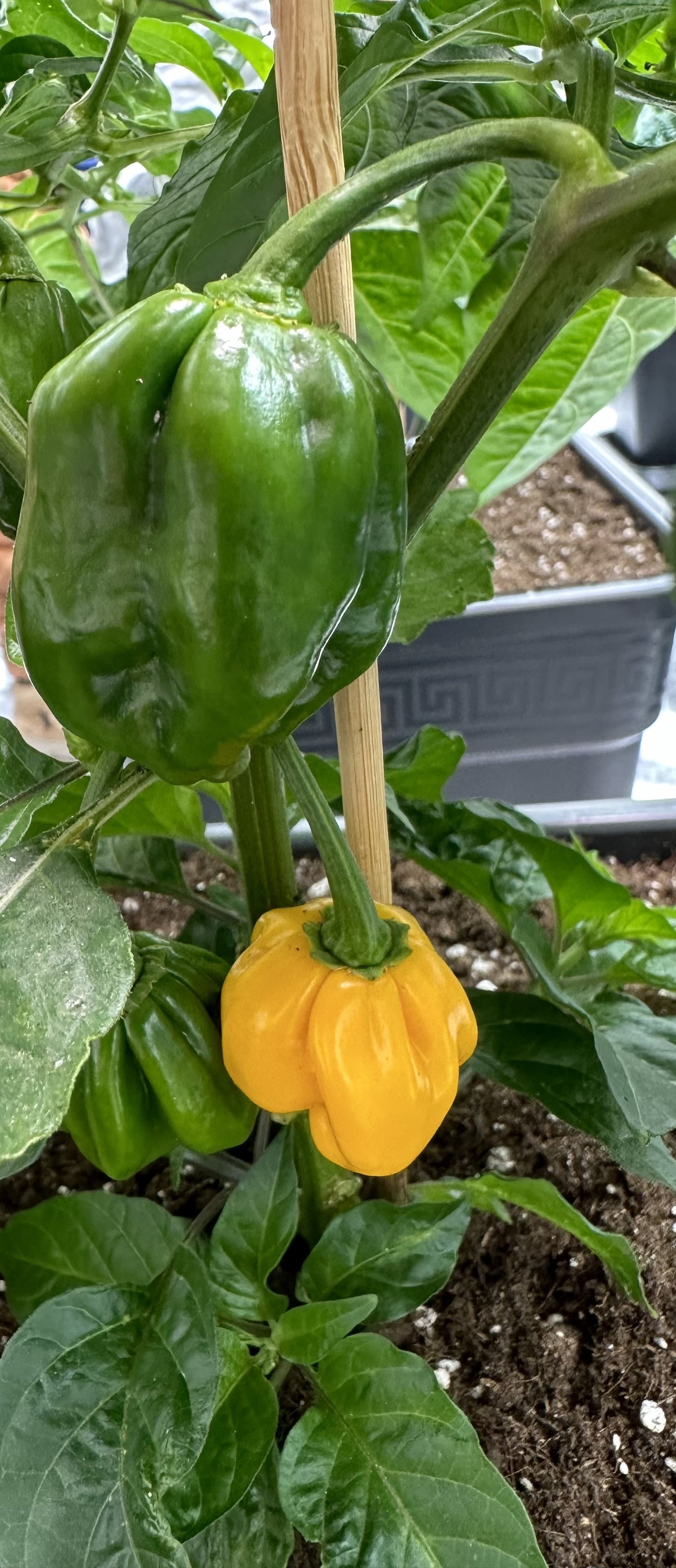 Bhut Jolokia Orange