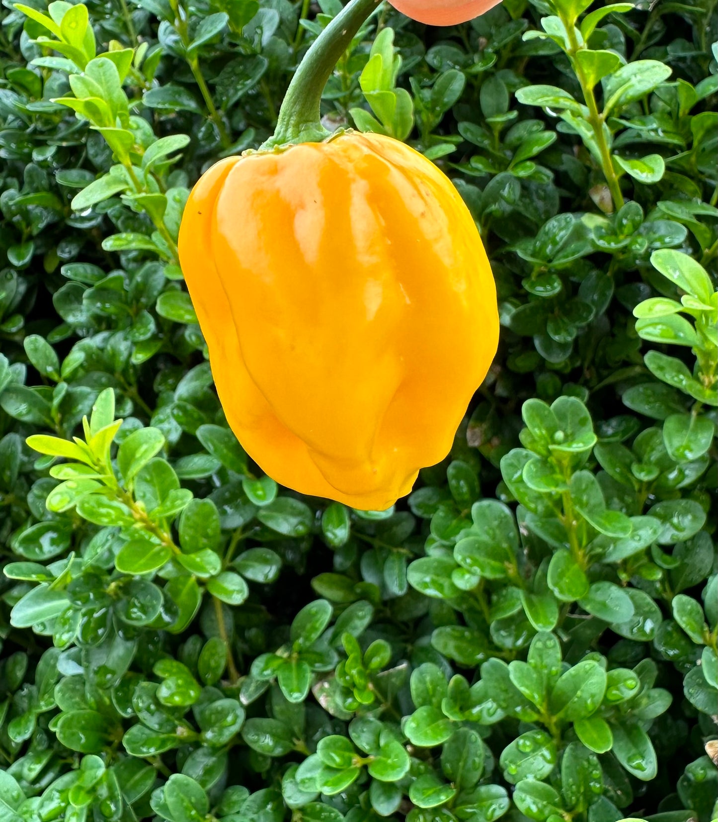 Bhut Jolokia Orange