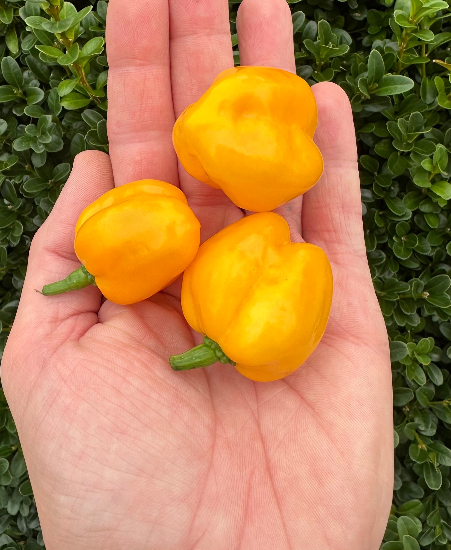 Bhut Jolokia Orange