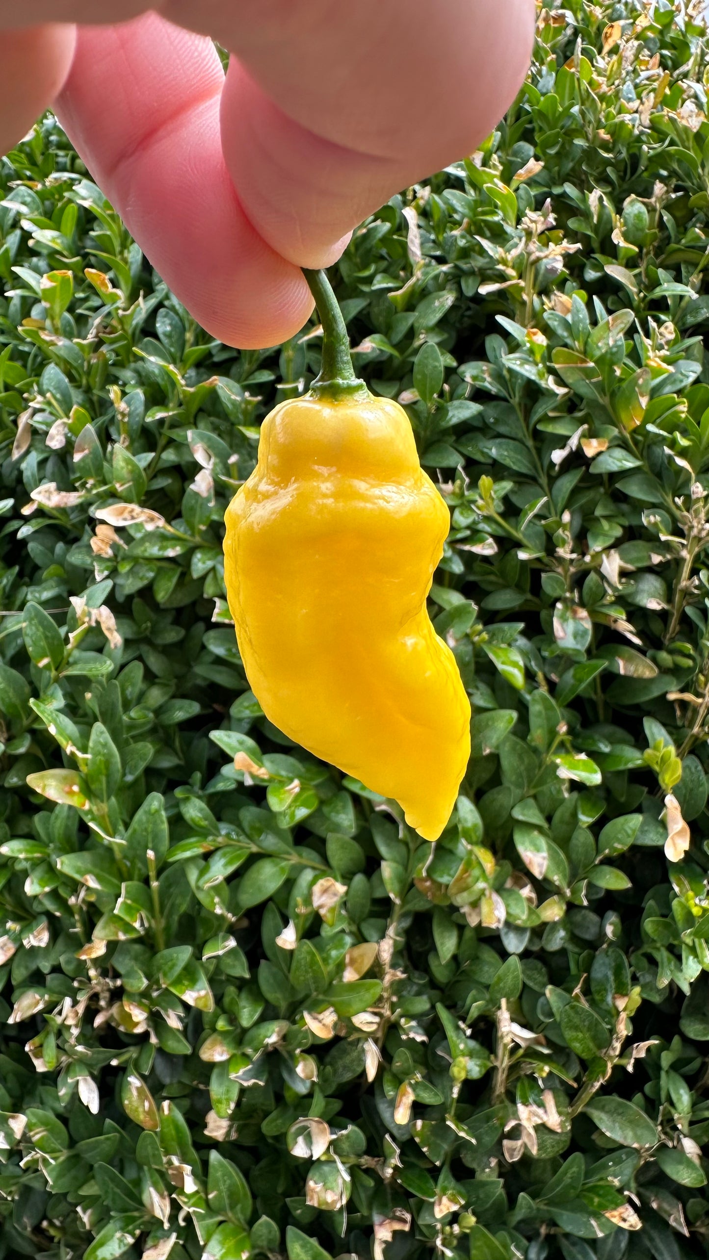 Bhut Jolokia White *isoliert* 2025