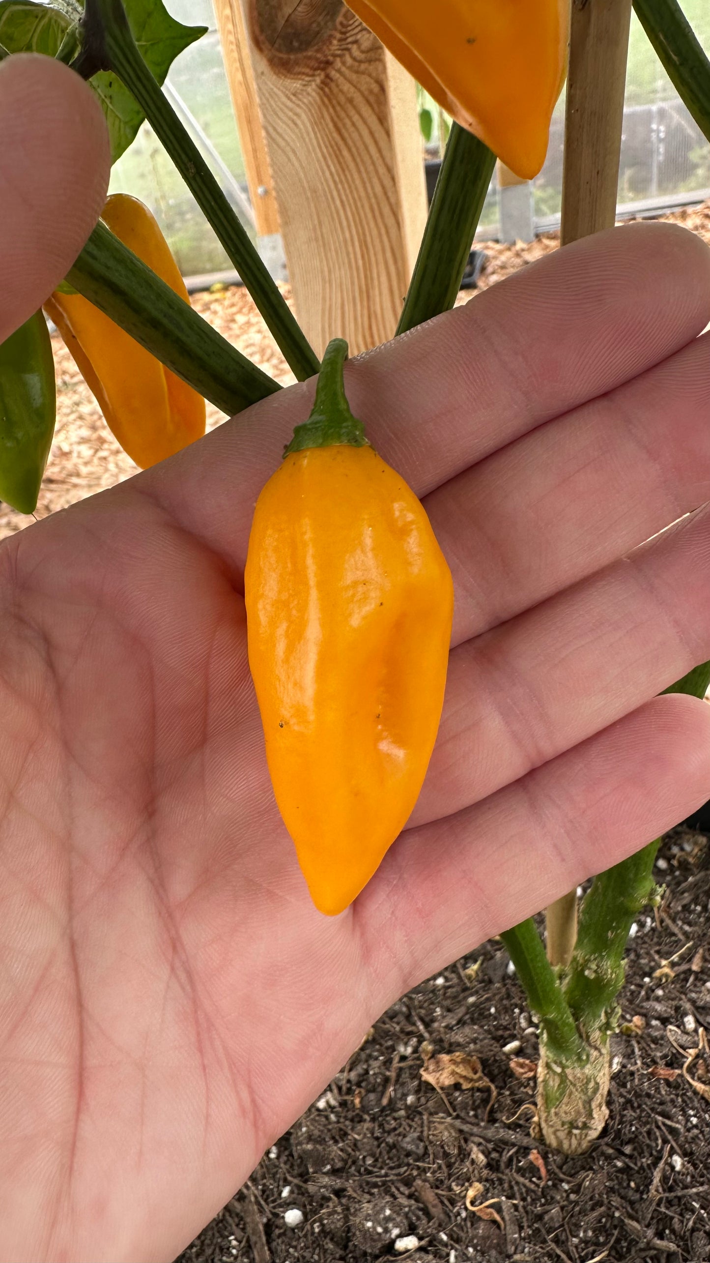Bhut Jolokia Orange 2025