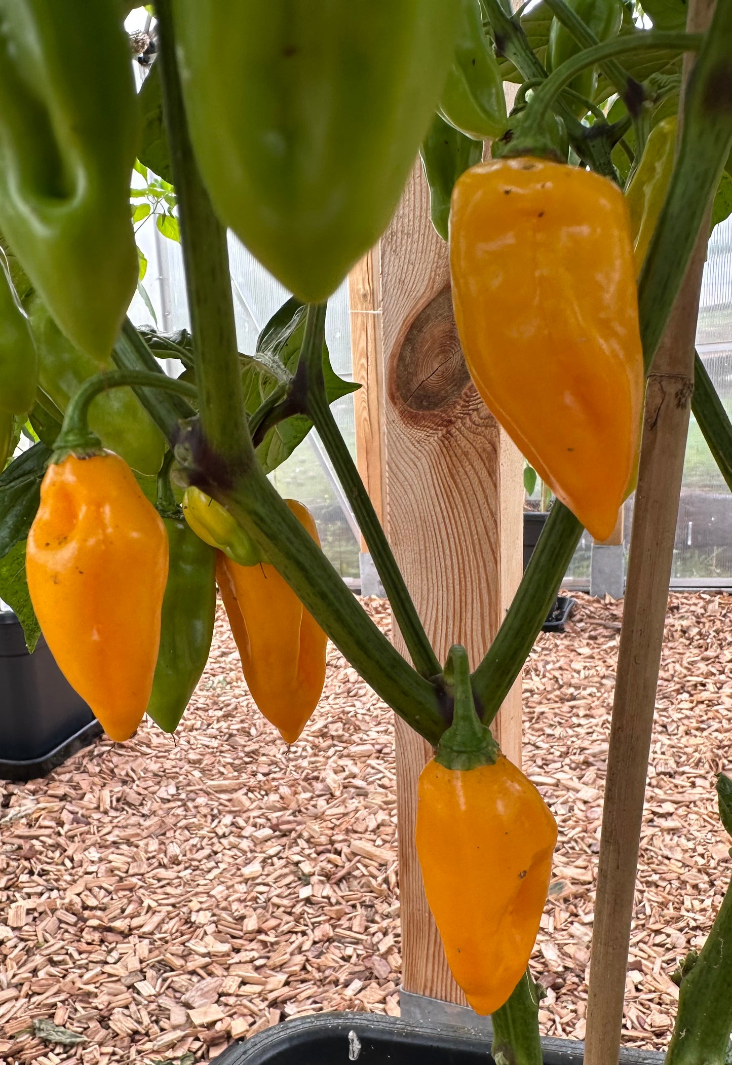 Bhut Jolokia Orange 2025