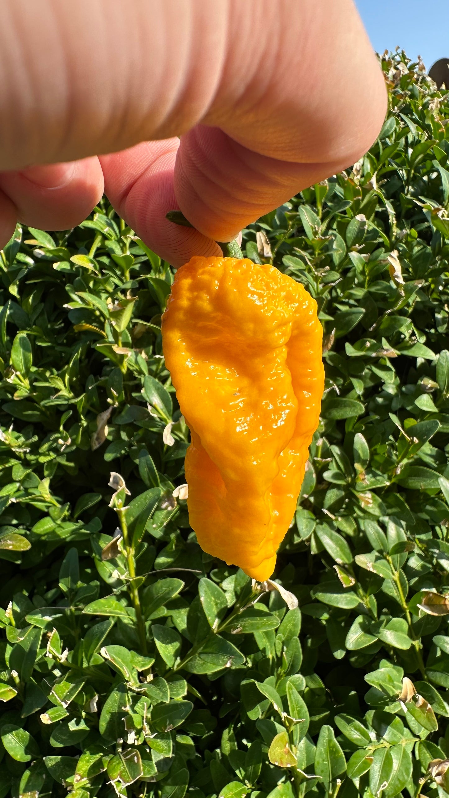 Big Yellow Mama 2025