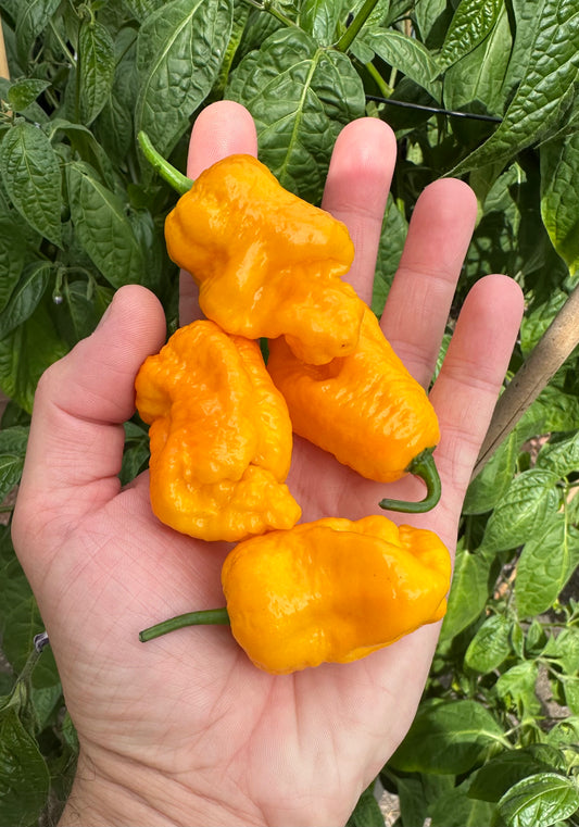 Big Yellow Mama 2025