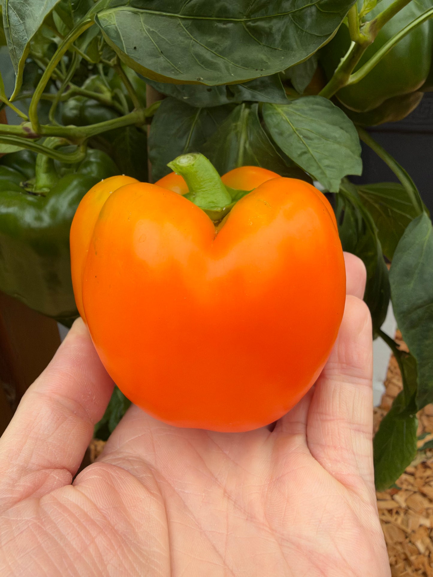 Blockpaprika Beluga Orange *demnächst verfügbar*